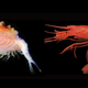 Illustration for article titled Scientists have solved the 200-year-old mystery of this monstrous creature